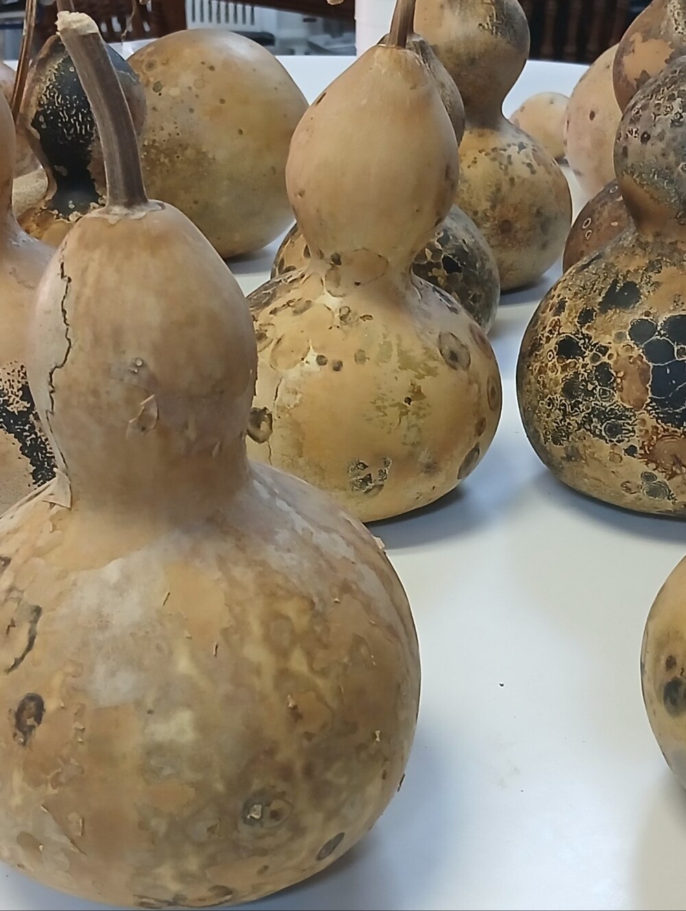 Decorative Natural Dried Gourds - Beige and Brown Home Art - Picture 5 of 10